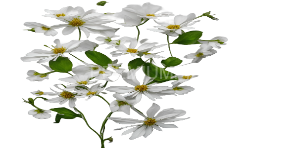 White Flowers on transparent background